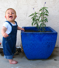Blue plant